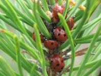 Siebenpunkt Marienkäfer, Coccinella septempunctata