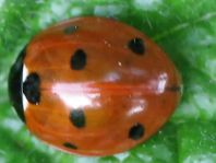 Siebenpunkt Marienkäfer, Coccinella septempunctata