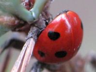 Siebenpunkt Marienkäfer, Coccinella septempunctata