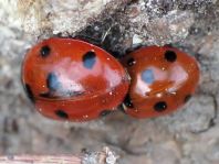 Siebenpunkt Marienkäfer, Coccinella septempunctata