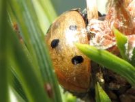 Siebenpunkt Marienkäfer, Coccinella septempunctata