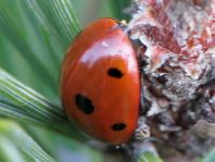 Siebenpunkt Marienkäfer, Coccinella septempunctata