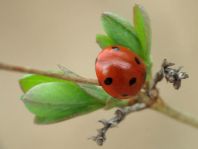 Siebenpunkt Marienkäfer, Coccinella septempunctata