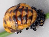 Siebenpunkt Marienkäfer, Coccinella septempunctata