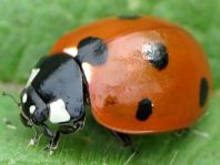 Siebenpunkt Marienkäfer, Coccinella septempunctata