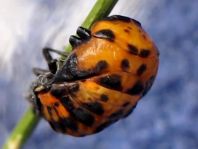 Siebenpunkt Marienkäfer, Coccinella septempunctata