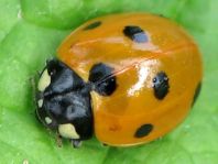 Siebenpunkt Marienkäfer, Coccinella septempunctata