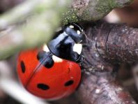 Siebenpunkt Marienkäfer, Coccinella septempunctata