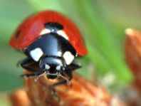 Siebenpunkt Marienkäfer, Coccinella septempunctata