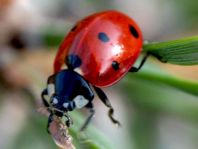 Siebenpunkt Marienkäfer, Coccinella septempunctata