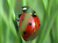 Siebenpunkt Marienkäfer, Coccinella septempunctata