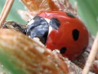 Siebenpunkt Marienkäfer, Coccinella septempunctata