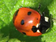 Siebenpunkt Marienkäfer, Coccinella septempunctata