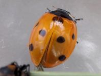 Siebenpunkt Marienkäfer, Coccinella septempunctata