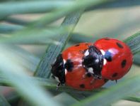 Siebenpunkt Marienkäfer, Coccinella septempunctata