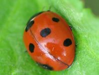 Siebenpunkt Marienkäfer, Coccinella septempunctata