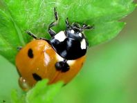 Siebenpunkt Marienkäfer, Coccinella septempunctata