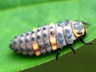 Siebenpunkt Marienkäfer, Coccinella septempunctata