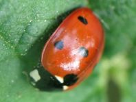 Siebenpunkt Marienkäfer, Coccinella septempunctata