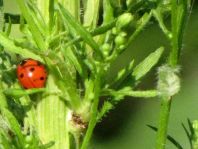 Siebenpunkt Marienkäfer, Coccinella septempunctata