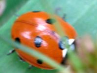 Siebenpunkt Marienkäfer, Coccinella septempunctata