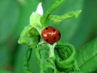 Siebenpunkt Marienkäfer, Coccinella septempunctata