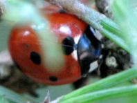 Siebenpunkt Marienkäfer, Coccinella septempunctata