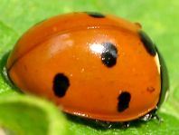 Siebenpunkt Marienkäfer, Coccinella septempunctata