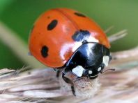 Siebenpunkt Marienkäfer, Coccinella septempunctata