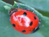 Siebenpunkt Marienkäfer, Coccinella septempunctata