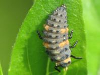 Siebenpunkt Marienkäfer, Coccinella septempunctata