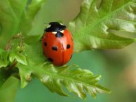 Siebenpunkt Marienkäfer, Coccinella septempunctata