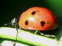 Siebenpunkt Marienkäfer, Coccinella septempunctata