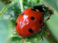 Siebenpunkt Marienkäfer, Coccinella septempunctata