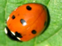 Siebenpunkt Marienkäfer, Coccinella septempunctata