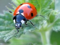 Siebenpunkt Marienkäfer, Coccinella septempunctata