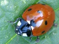 Siebenpunkt Marienkäfer, Coccinella septempunctata