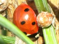 Siebenpunkt Marienkäfer, Coccinella septempunctata