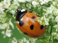 Siebenpunkt Marienkäfer, Coccinella septempunctata