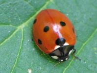 Siebenpunkt Marienkäfer, Coccinella septempunctata