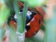 Siebenpunkt Marienkäfer, Coccinella septempunctata