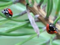 Siebenpunkt Marienkäfer, Coccinella septempunctata