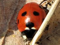 Siebenpunkt Marienkäfer, Coccinella septempunctata