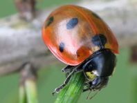 Siebenpunkt Marienkäfer, Coccinella septempunctata