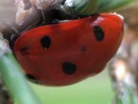 Siebenpunkt Marienkäfer, Coccinella septempunctata