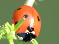 Siebenpunkt Marienkäfer, Coccinella septempunctata