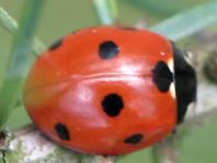 Siebenpunkt Marienkäfer, Coccinella septempunctata