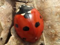 Siebenpunkt Marienkäfer, Coccinella septempunctata