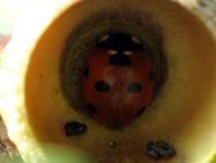 Siebenpunkt Marienkäfer, Coccinella septempunctata