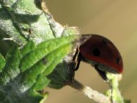 Siebenpunkt Marienkäfer, Coccinella septempunctata